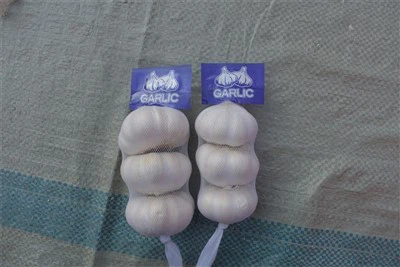 الثوم الخام الطازج